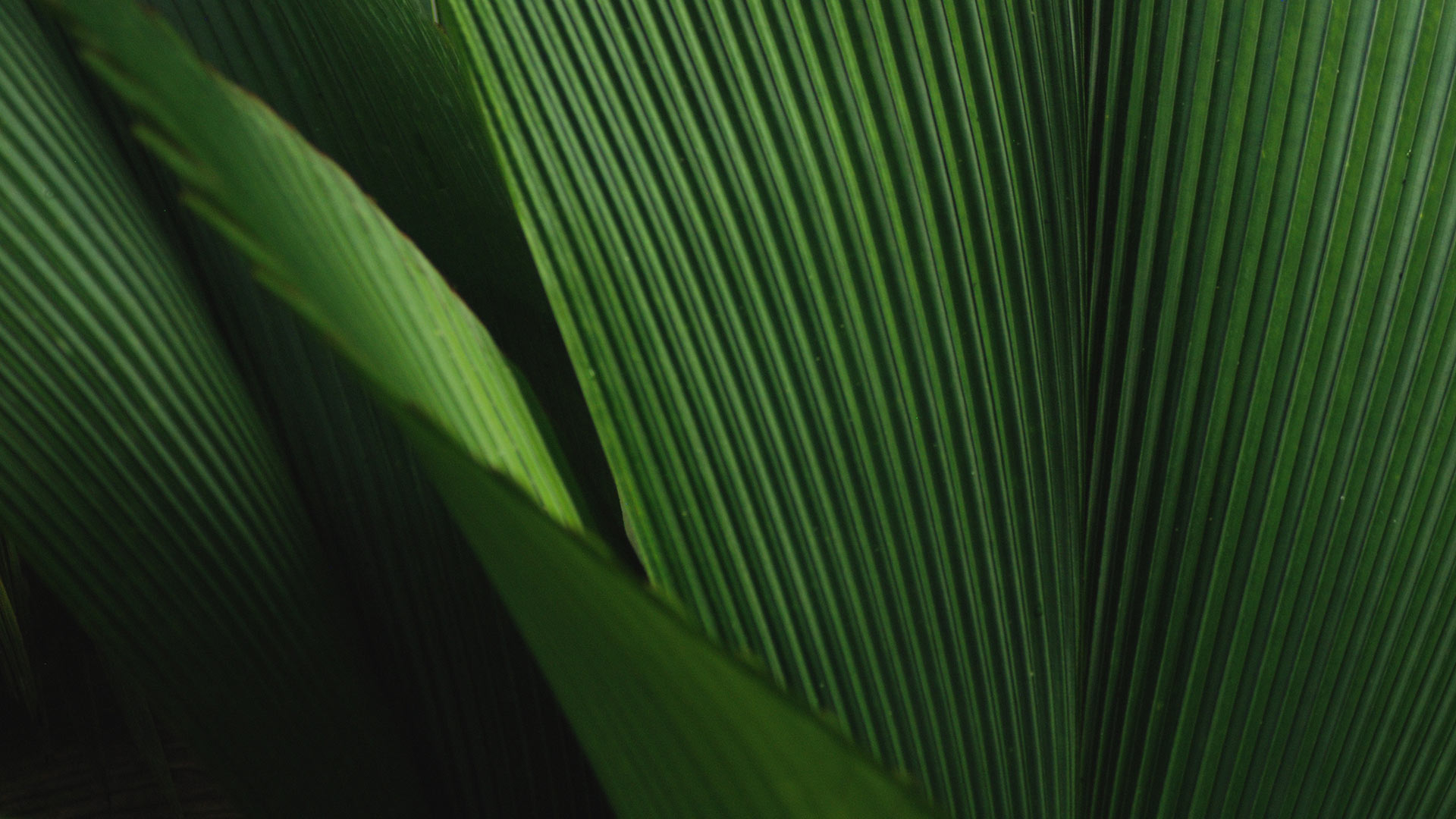 Home 18 12-MJC-Horticulture-Landscaping-Melbourne-Victoria