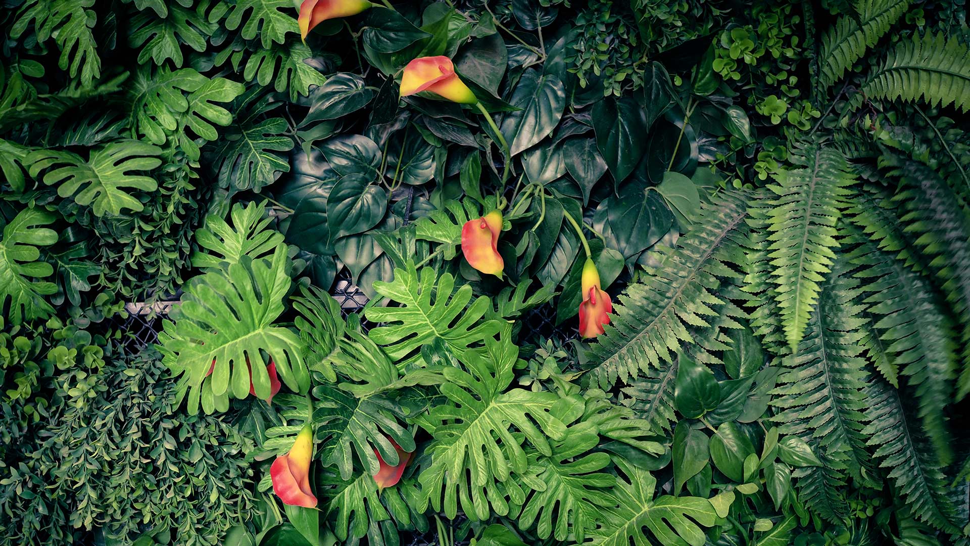 Home 17 18-MJC-Horticulture-Landscaping-Melbourne-Victoria