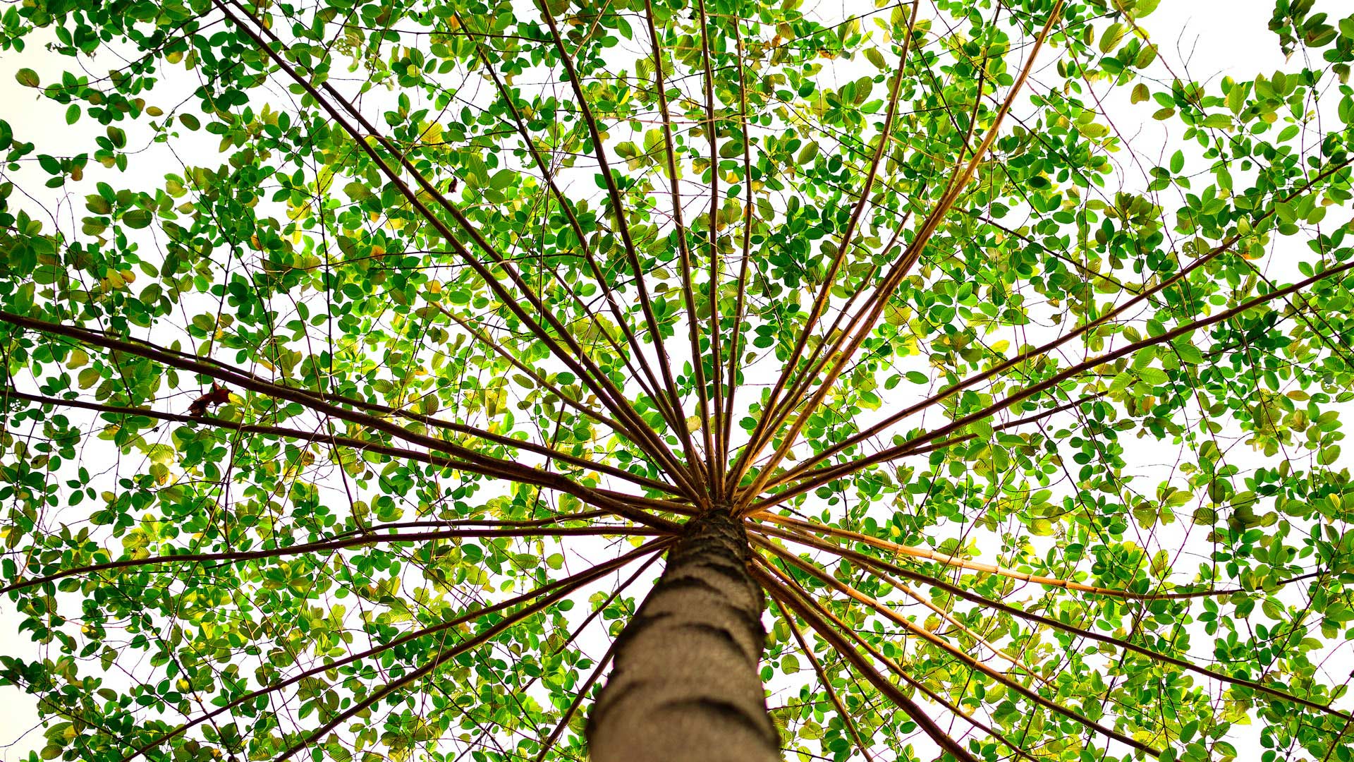 Home 7 28-MJC-Horticulture-Landscaping-Melbourne-Victoria