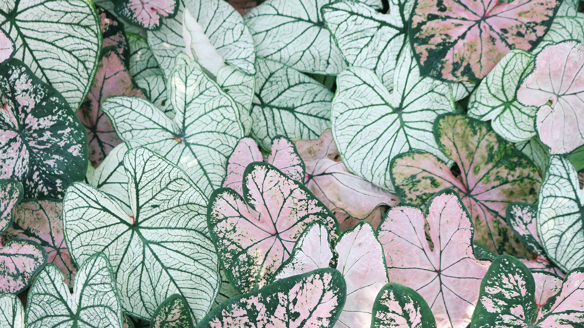 Home 8 3-MJC-Horticulture-Landscaping-Melbourne-Victoria